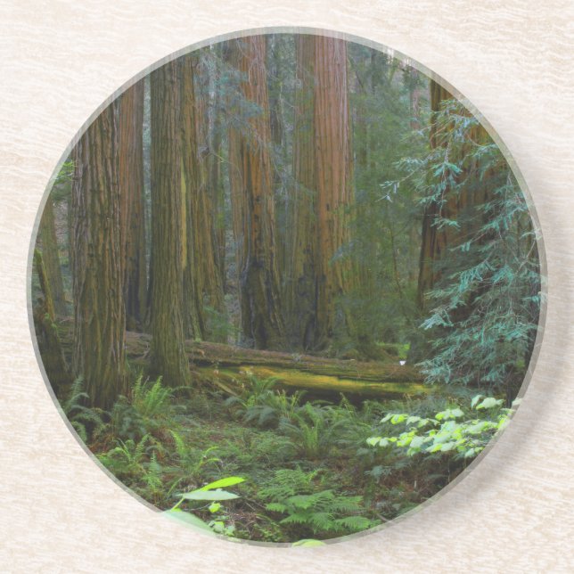 Posavasos De Arenisca Las secuoyas en el Parque Nacional Muir Woods (Frente)