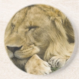 Posavasos De Arenisca León africano, Panthera leo, acostado dormido