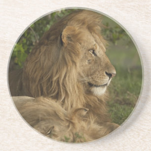 Posavasos De Arenisca León, Panthera leo, Lower Mara, Masai Mara GR,