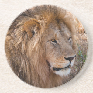 Posavasos De Arenisca León Reserva Nacional Maasai Mara, Kenia