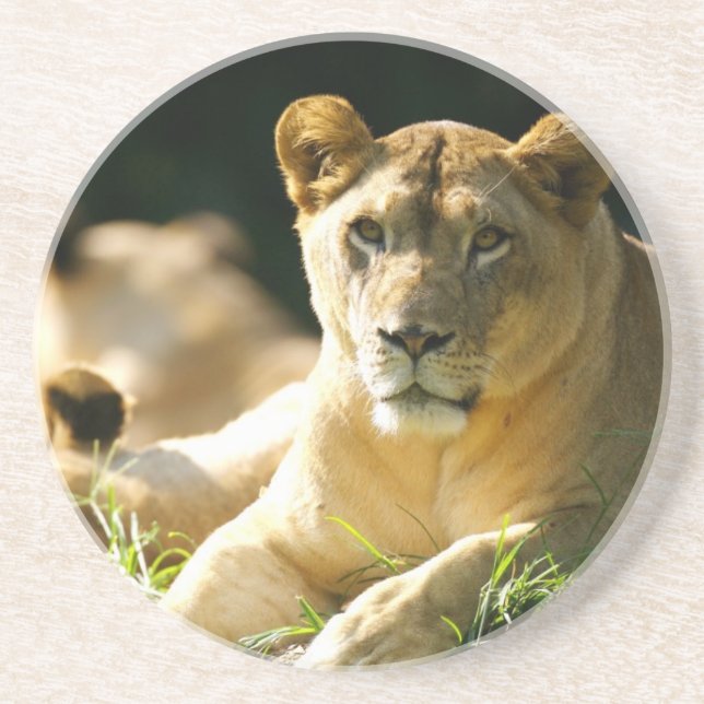 Posavasos De Arenisca Leones (Frente)