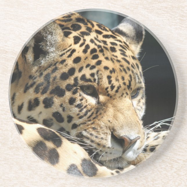 Posavasos De Arenisca Leopard 004 (Frente)