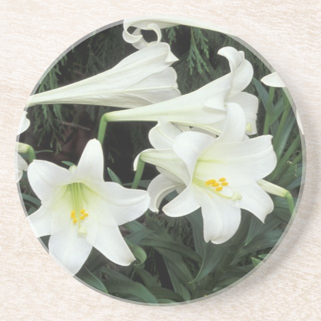 Posavasos De Arenisca Lily de Pascua (Lilium regale) (Frente)