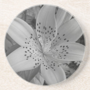 Posavasos De Arenisca Lily norteamericana