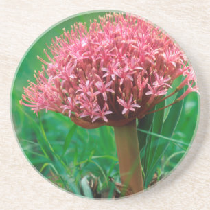 Posavasos De Arenisca Lirio Africano (Agapanthus Praecox), Mala Mala