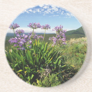 Posavasos De Arenisca Lirio africano (Agapanthus praecox), Mossel Bay