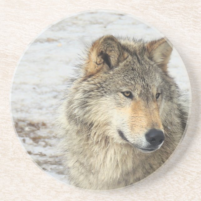Posavasos De Arenisca Lobo gris (Frente)
