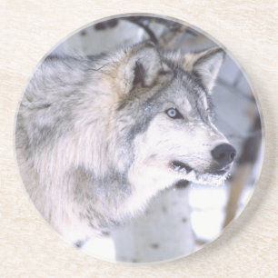 Posavasos De Arenisca Lobo Gris, Canis lupus, Animal de Película (Utah)