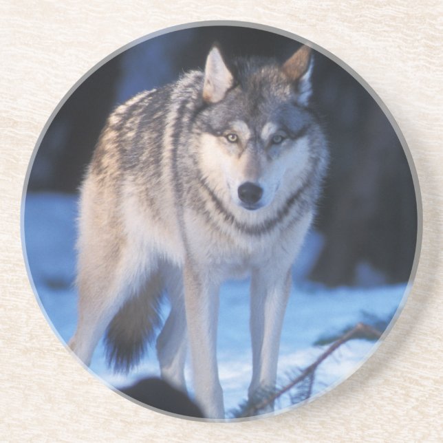 Posavasos De Arenisca lobo gris, Canis lupus, en las estribaciones (Frente)