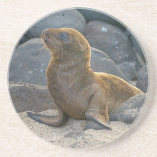 Posavasos De Arenisca Lobo Marino de Galápagos
