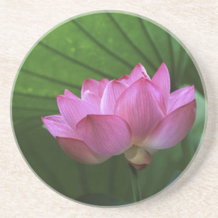 Posavasos De Arenisca Loto Ohga, Jardín Sankei-en, Yokohama, Japón