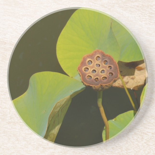 Posavasos De Arenisca Lotus Pod y Lilly Pad (Frente)