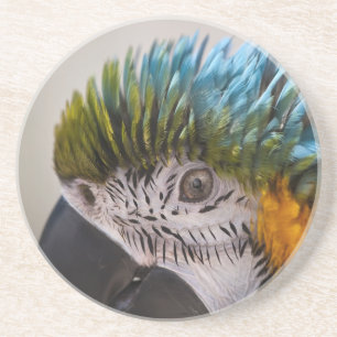 Posavasos De Arenisca Macaw Parrot - Monstruo