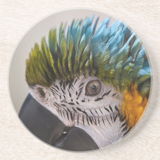 Posavasos De Arenisca Macaw Parrot - Monstruo (Frente)