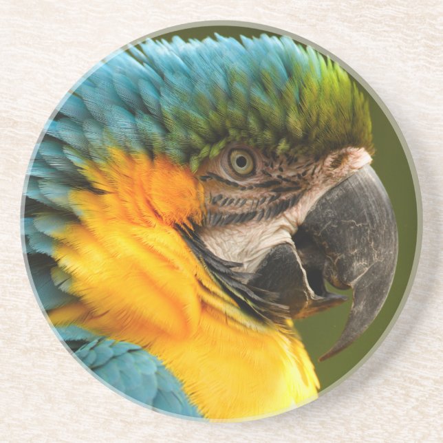 Posavasos De Arenisca macaw rizado (Frente)