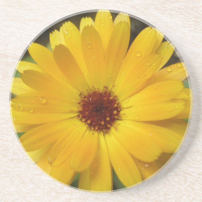 Posavasos De Arenisca Macroestores de Macros de Marigold Amarillo (Frente)