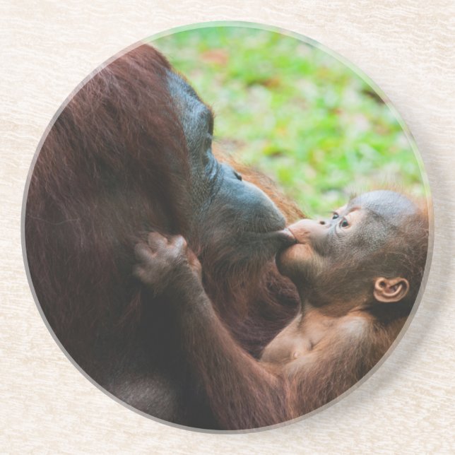 Posavasos De Arenisca Madre de orangután y bebé (Frente)