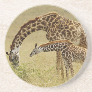Posavasos De Arenisca Madre y cría de jirafa Masai, Giraffa