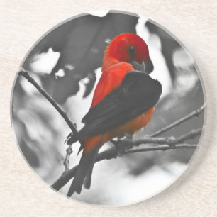 Posavasos De Arenisca Male Scarlet Tanager