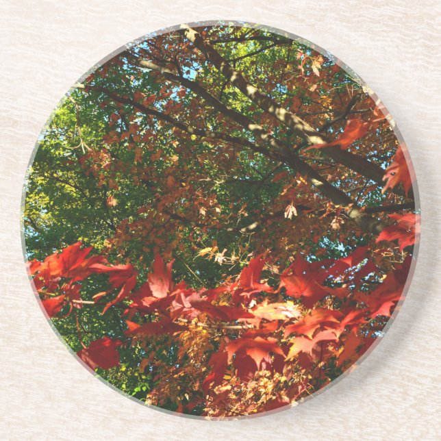 Posavasos De Arenisca Maple japonés, hojas de árbol de otoño (Frente)