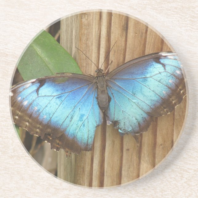Posavasos de arenisca mariposa (Frente)