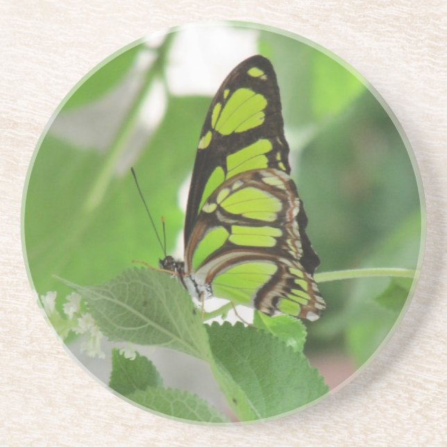 Posavasos de arenisca Mariposa (Frente)