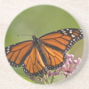 Posavasos De Arenisca Mariposa monarca macho en algodoncillo de pantano
