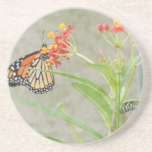 Posavasos De Arenisca Mariposa monarca y oruga