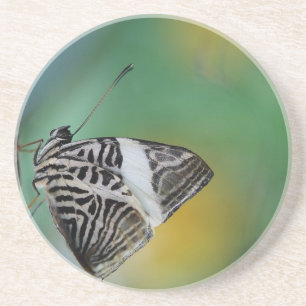 Posavasos De Arenisca Mariposa Tigre de Blanco y Negro