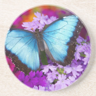 Posavasos De Arenisca Mariposa Tropical de Sammamish Washington