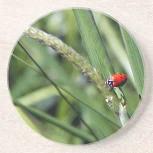 Posavasos De Arenisca Mariquita (Coccinellidae)