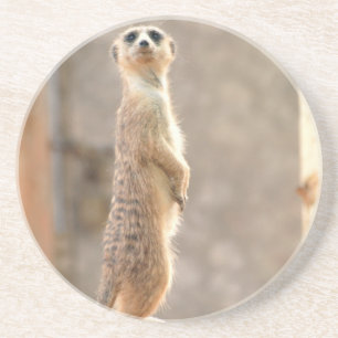 Posavasos De Arenisca Meerkat en los prácticos de costa de la atención