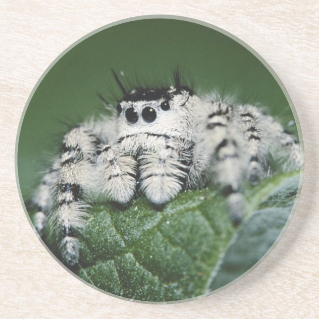 Posavasos De Arenisca Metaphid Jumping Spider (Frente)