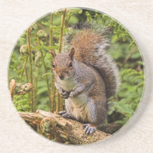 Posavasos De Arenisca Monstruo de ardilla gris