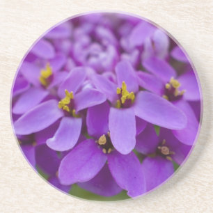 Posavasos De Arenisca Monstruo de flores silvestres púrpura
