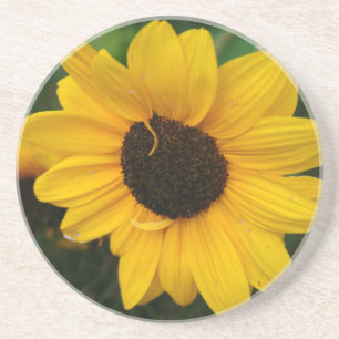 Posavasos De Arenisca Montaña de girasol