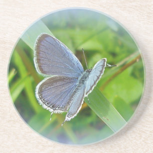 Posavasos De Arenisca Montura de mariposa azul con cola oriental