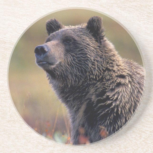 Posavasos De Arenisca NA, USA, Alaska, Denali NP, oso Grizzly (Frente)
