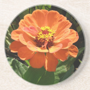 Posavasos De Arenisca Naranja Zinnia Coasters