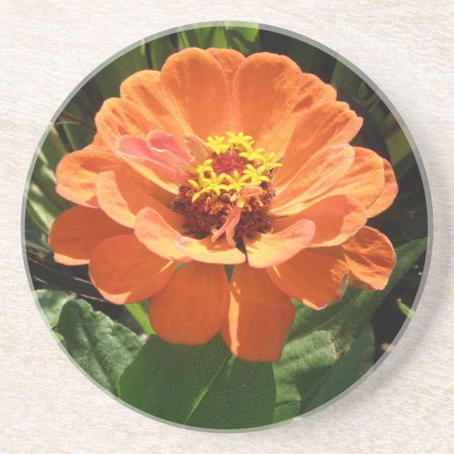 Posavasos De Arenisca Naranja Zinnia Coasters (Frente)