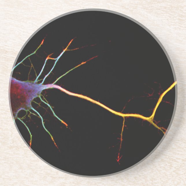 Posavasos De Arenisca Neuroscience, neuron , science (Frente)