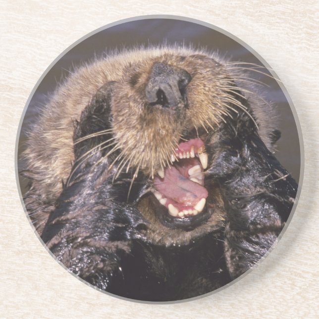 Posavasos De Arenisca Nutrias marinas, Enhydra lutris 6 (Frente)