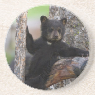 Posavasos De Arenisca Osezno de osos negros descansando