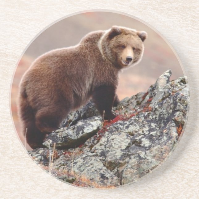 Posavasos De Arenisca Oso de Denali Brown (Frente)