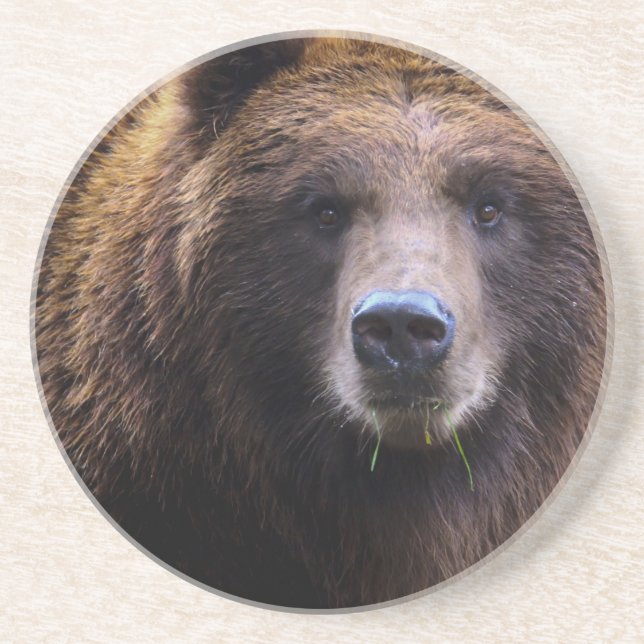 Posavasos De Arenisca Oso grizzly de Brown (Frente)