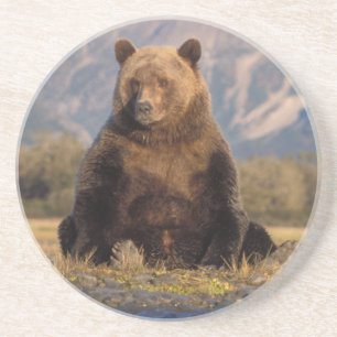 Posavasos De Arenisca oso pardo, Ursus arctos, oso pardo, Ursus