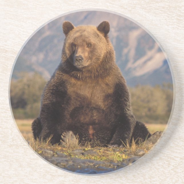 Posavasos De Arenisca oso pardo, Ursus arctos, oso pardo, Ursus (Frente)