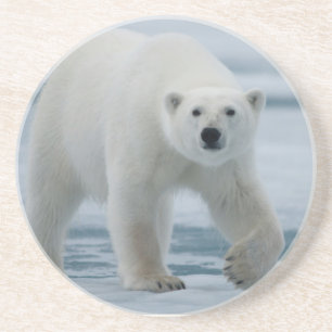 Posavasos De Arenisca Oso Polar, Ursus Maritimus, Adulto