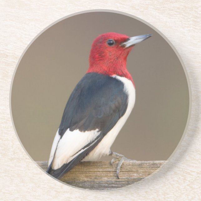 Posavasos De Arenisca Pájaro carpintero de cabeza roja sobre la valla (Frente)