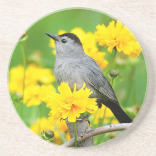 Posavasos De Arenisca Pájaro gato gris en cerca de madera